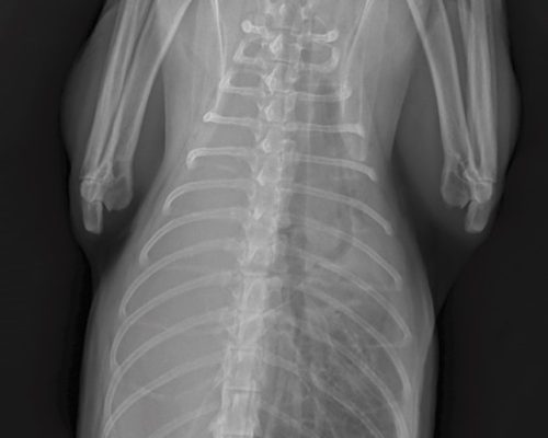 Standard DR image of cat thorax.