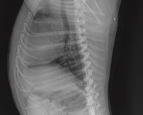 Standard DR image of dog abdomen.