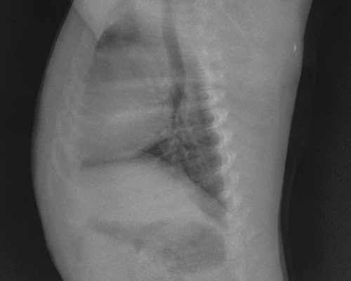 Soft tissue image of dog abdomen.