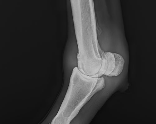 Standard DR image of an equine knee joint.
